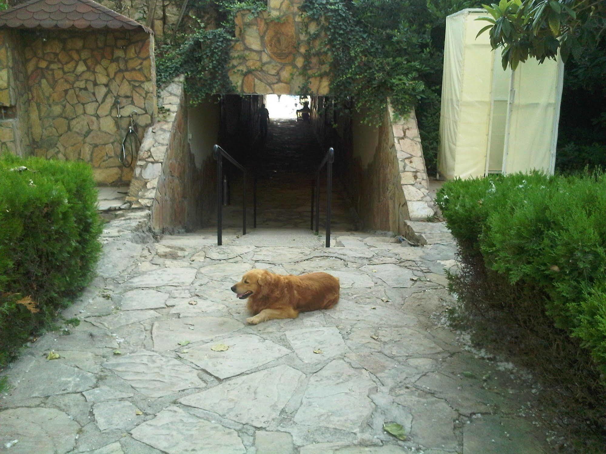 Green Peace Hotel Mahmutlar Εξωτερικό φωτογραφία